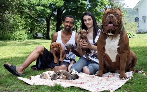 Hulk The World S Biggest Pitbull Has Now Had Eight Puppies Valued At £320 000 He Lives With
