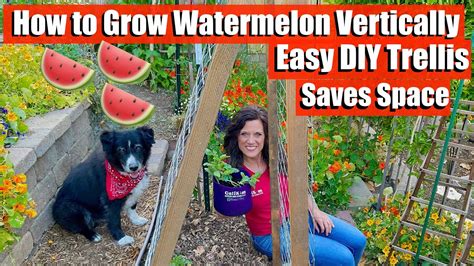How To Grow Watermelon Vertically On An Easy Diy Trellis Saves Space