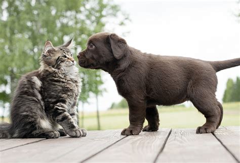Video Puppies Meeting Cats For The First Time Will Make Your Day