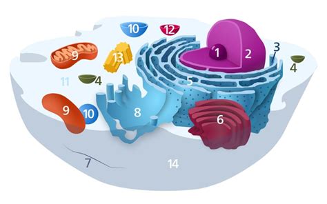 We did not find results for: Organelles of the animal cell and their functions ...
