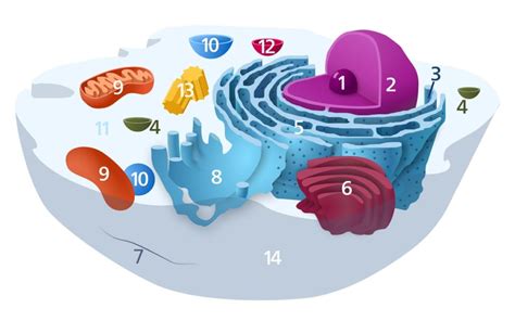 It has thousands of proteins and enzymes and somehow these cellular organelles carry out specific functions that are necessary for the normal functioning of the cell. Organelles of the animal cell and their functions ...