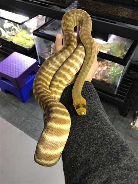 Sold Breeding Woma Pythons For Sale Faunaclassifieds
