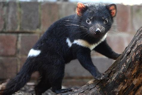 The Tasmanian Devil All Amazing Facts The Wildlife