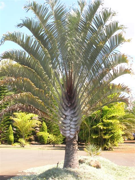 Small Palm Trees Guide Types That Grow 4 20 Feet Tall Install It