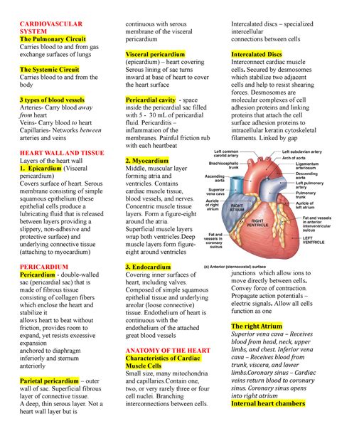 Hap Cheat Sheet Lecture Notes All Cardiovascular System The