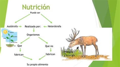 Ciencias Naturales Autotrofos Y Heterotrofos