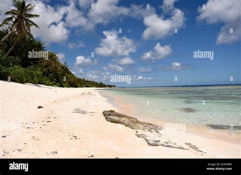 Deserted Tropical Micronesian Sandy Beach With Coconut Trees And Clear