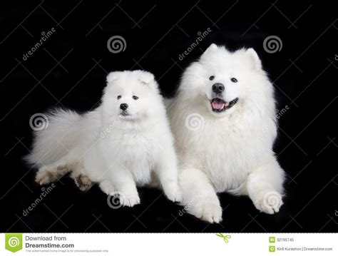 Samoyed Dogs Stock Image Image Of Smile Sammy Domestic