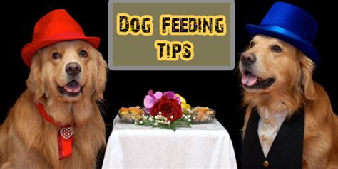 Dog Feeding Tips Faqs And Main Rules Dogs Addict