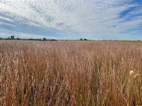 Short Grasslands Savana Mix 12 Short Native Grasses — The Prairie Farm