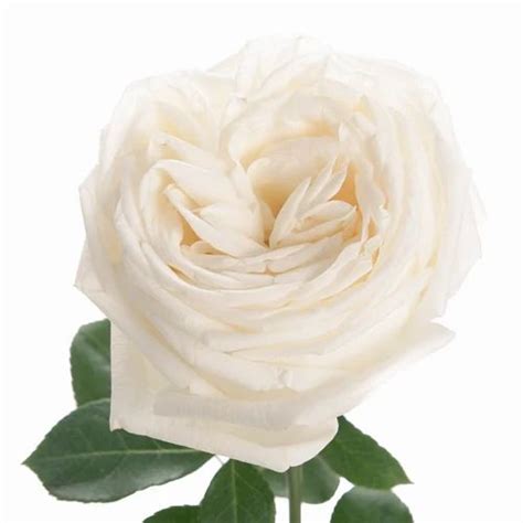 White Roses Wholesale Price And Mandi Rate For White Roses