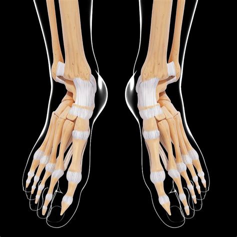 Human Foot Bones Images Overview Of The Tarsal Bones In The Foot Bodewasude