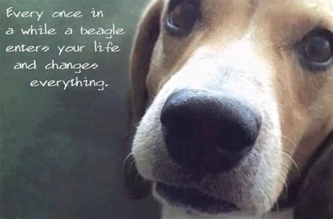 12 Best Beagle Quotes And Sayings The Paws