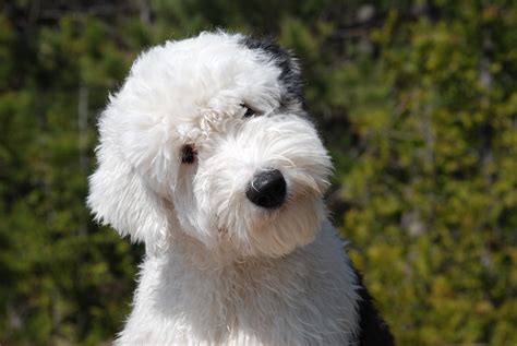 Cute Old English Sheepdog Photo And Wallpaper Beautiful