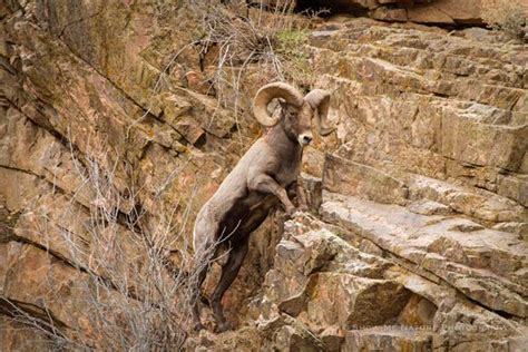 Vertical Climb Nature Photography Animal Photography Sheep