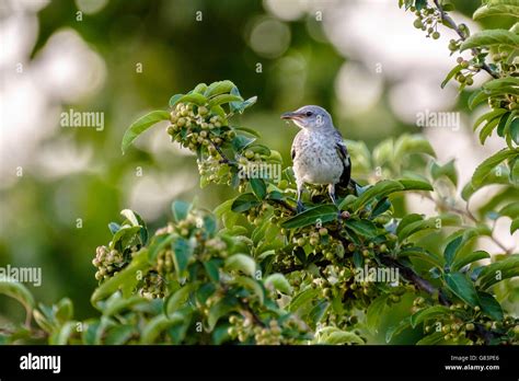 Fledgling Mockingbird High Resolution Stock Photography And Images Alamy