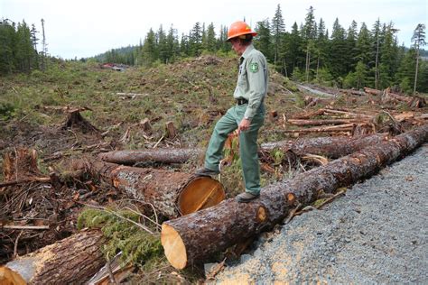 In Alaska A Battle To Keep Trees Or An Industry Standing The New