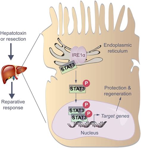 Role for the endoplasmic reticulum stress sensor IRE1α in liver