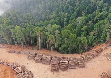 New Deforestation Record In Brazils Amazon Rainforest