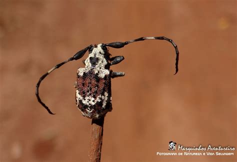 Meet Onychocerus Albitarsis The Beetle With Stinging Antennae Rpics