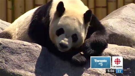 Toronto Zoo Gives Sneak Preview Of Giant Pandas Cbc News