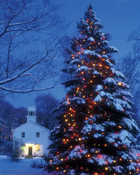 Albums 90 Wallpaper Christmas Trees With Snow And Lights Full Hd 2k 4k