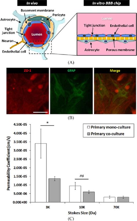 Figure 5 From A Three Dimensional Arrayed Microfluidic Bloodbrain