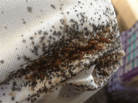 Signs Of Bed Bugs On Your Mattress With Pictures And Sprays To Use