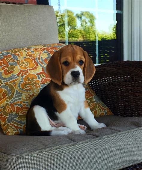 Puppies can move to their new homes with first vaccinations, pedigrees and health passport. | Beagles for sale in Georgia | Bauer Beagles