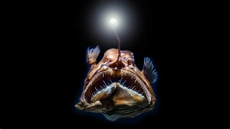 The Most Scariest Deep Sea Creatures