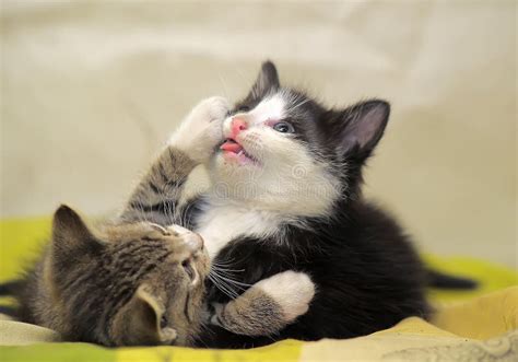 Two Kittens Playing Stock Image Image Of Curious Domesticated 40588953