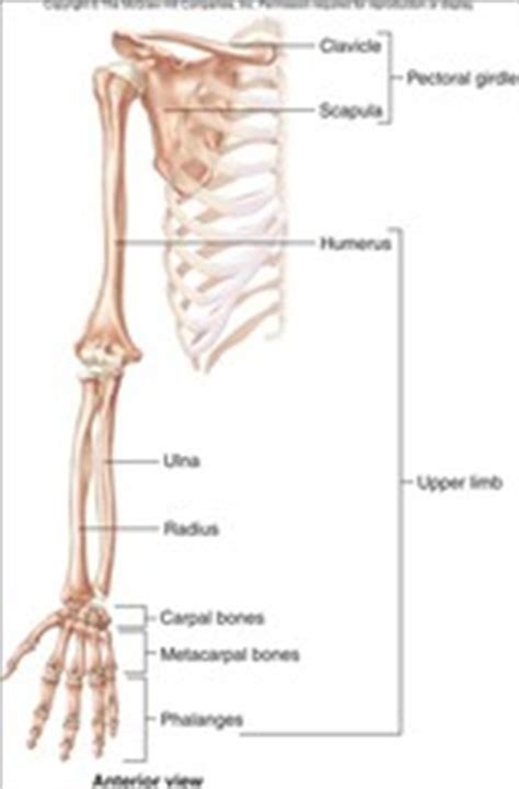 AP 7 Skeleton Part 7 Upper Appendicular Skeleton flashcards | Quizlet