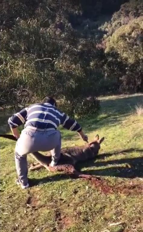 Man Filmed Stabbing And Slitting Kangaroos Throat While Friend Laughs