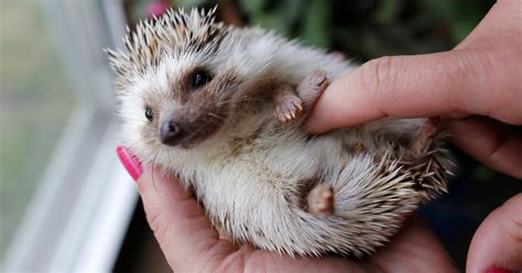 Cute And Prickly Hedgehogs Finding Homes As Pets