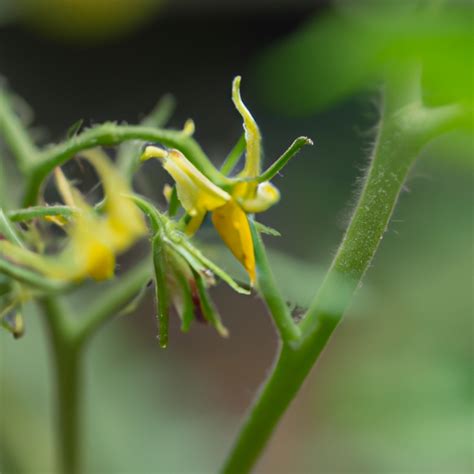how to tell if tomato flower is pollinated tomato answers