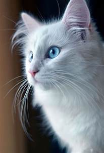 Blue Eyes White Fur Cat