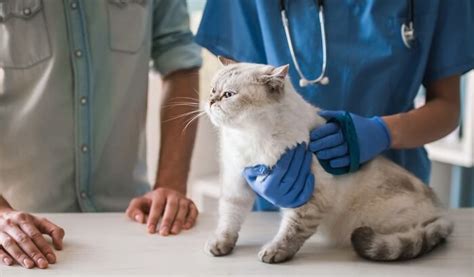 Abscesses In Cats Causes Symptoms And Treatment Lol Cats