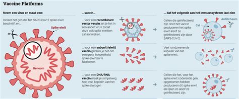 Viral vector vaccines use a modified version of a virus ( a vector) to deliver important instructions to our cells. Janssen-Vaccin Nederland Levering - Wie Krijgt Wanneer ...