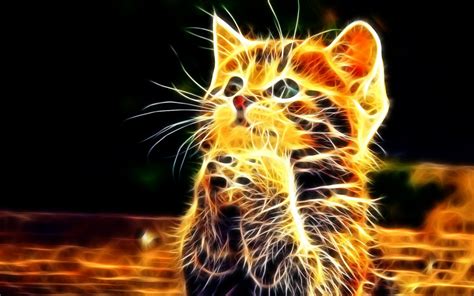 Cute Neon Kitten Wallpaper Animals Wallpaper Better