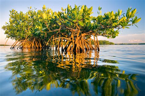 Tampa Bay Mangroves By Carlton Ward Jr Artcloud