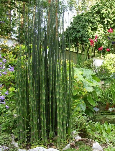 Weitere ideen zu schachtelhalm, gartengestaltung, bepflanzung. Gartenwürdige Schachtelhalme (Equisetum)? | Garten ...