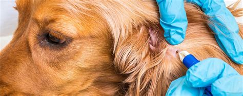 Do Dogs Get A Bullseye From Tick Bites Exploring Tick Bite Symptoms In