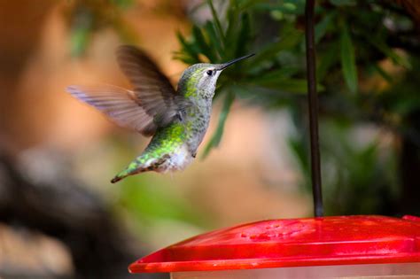 Thousands Of Hummingbirds Are Headed Straight For Colorado