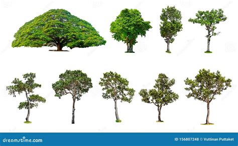 Collection Of Isolated Tree Stock Photo Image Of Environment Green
