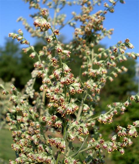 Artemisia vulgaris invasive