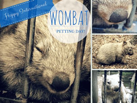 Happy International Wombat Petting Day Shave The Whales Reiseblog