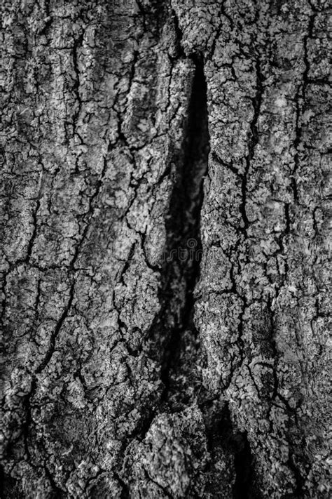 Wood Background Texture Black And White Tree Bark Poster Stock Photo