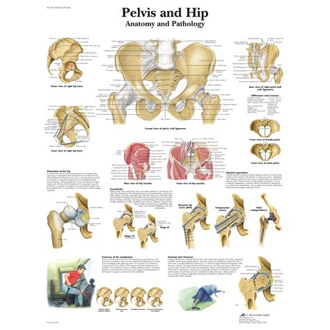 Pelvis Anatomy Poster Pelvis Anatomy Anatomy Bones Hip Anatomy My XXX