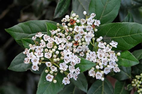 Viburnum Tinus Conoce El Durillo O Laurel Salvaje