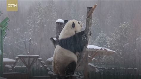 Pandas Lose Their Minds After Seeing Snow For The First Time In Viral Video